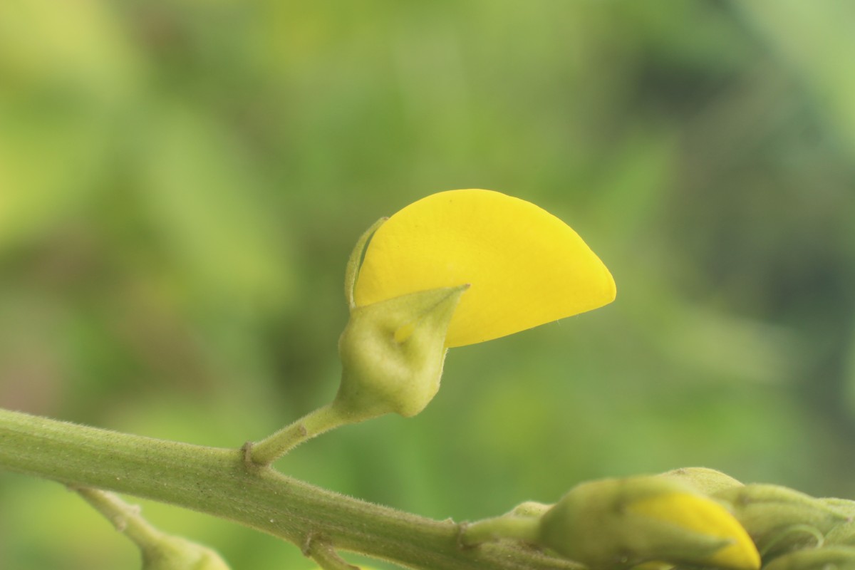 Crotalaria micans Link